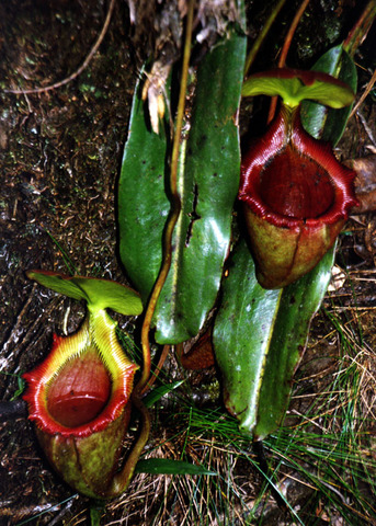borneo - mt kinabalu funnel plants 2.jpg